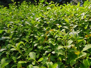 background of green leaves