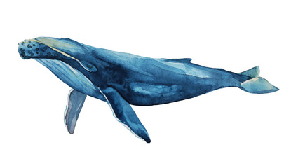 Watercolor illustration of blue whale
