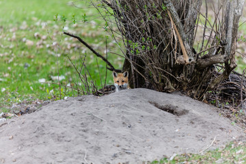 Fox cub playing in a field in Quebec, Canada.
