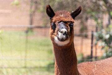 An Alpaca