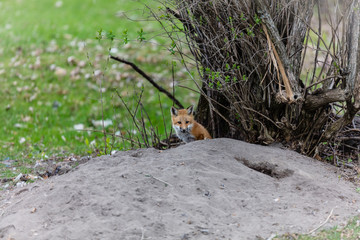 Fox cub playing in a field in Quebec, Canada.