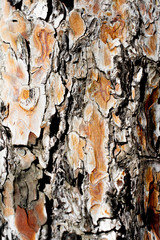 Tree bark close up view bark texture