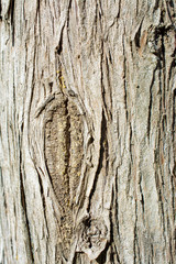 Tree bark close up view bark texture
