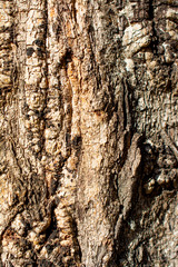 Tree bark close up view bark texture
