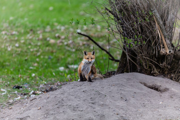 Fox cub playing in a field in Quebec, Canada.