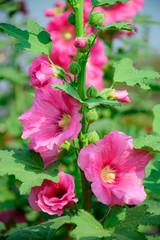 Alcea rosea, the common hollyhock, is an ornamental plant in the family Malvaceae.