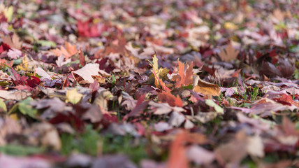 Fallen autumn leaves closeup