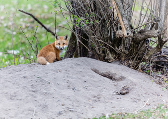 Fox cub playing in a field in Quebec, Canada.
