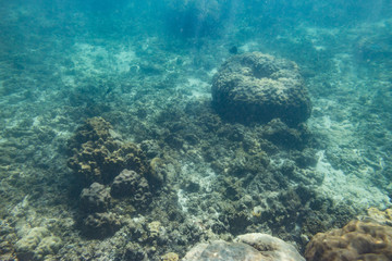 Naklejka na ściany i meble Indian Ocean Corals