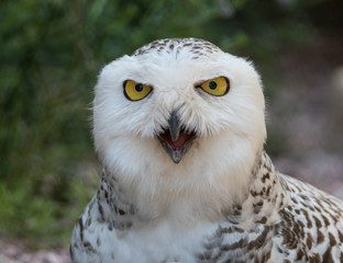 Aggressive Snowy Owl