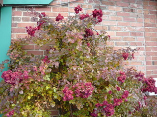 November climbing roses against a red brick wall.