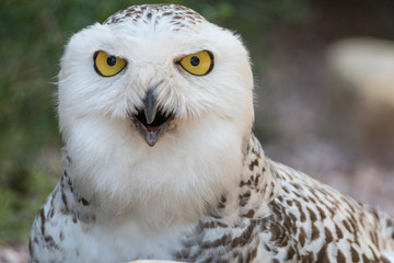 Aggressive Snowy Owl
