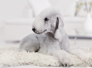 Lovely Bedlington Terrier dog lying on a fur rug