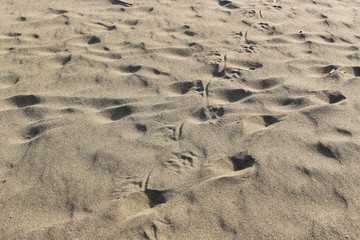 Trails of animals at Sukamde Beach in East Java, Indonesia