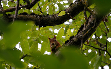 Eichhörnchen