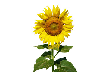 Big sunflower and leaf on isolated white.