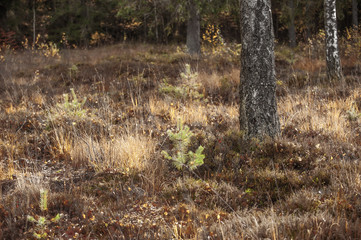 Schösslinge Nadelbaum in Moorgebiet mit Birkenstamm im Hintergrund