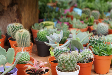 Group of small and colorful cactus planted in small plastic pots and it is used as decoration.