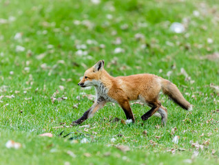 Fototapeta premium Fox cub playing in a field in Quebec, Canada.