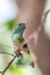 Kolibri