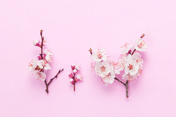 Fresh spring apricot flowers on pink paper background.