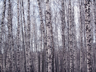 Background of white tree trunks. Birch grove in a winter landscape. Birch trees against the blue sky.