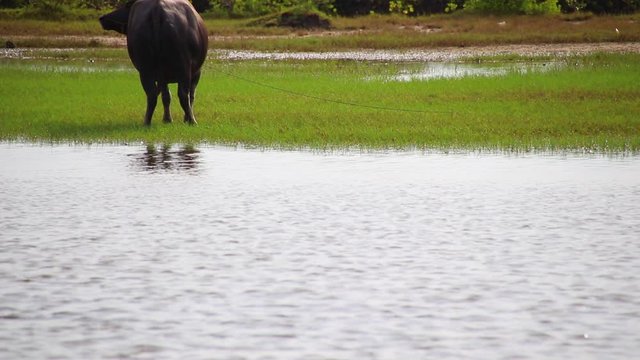 A water buffalo or bubalus bubalis grazing in the wetlands in the countryside of Kampot in Cambodia showing a candid peaceful moment of rural living 