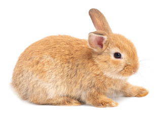 Red-brown cute baby rabbit isolated on white background. Lovely action of young brown rabbit.