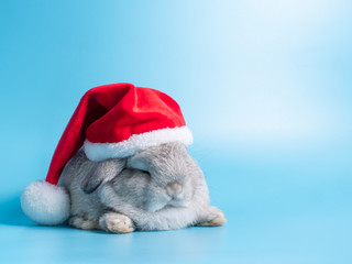 Gray holland lop rabbit wear the Santa Claus red hat lying on blue background. © arlee