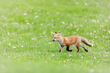 Fox cub playing in a field in Quebec, Canada.