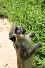 Curious Monkey – Gambia - Africa