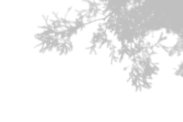 Fototapeta premium The shadow of spruce branches on the white wall. Black and white summer background for photo overlay or layout