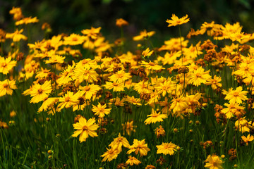 Obraz premium Yellow Coreopsis Daisies floers with blurred green background.