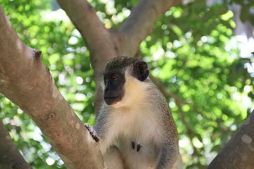Curious Monkey – Gambia - Africa