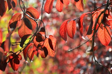 Hojas púrpura de un ciruelo rojo en otoño, prunus pisardi