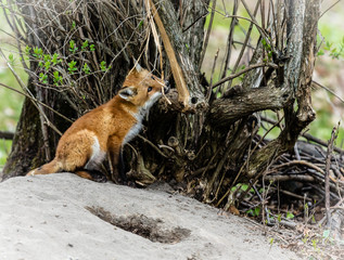 Fox cub playing in a field in Quebec, Canada.