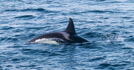 Fototapeta premium Orca whale playing in the waves