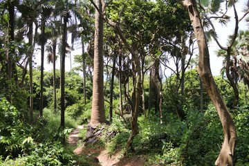 Beautiful Landscape in Gambia – Africa