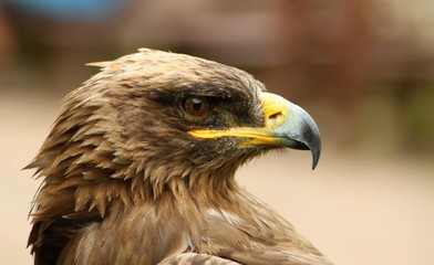 Details and portraits of birds of prey,