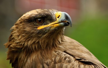 The steppe Eagle 
