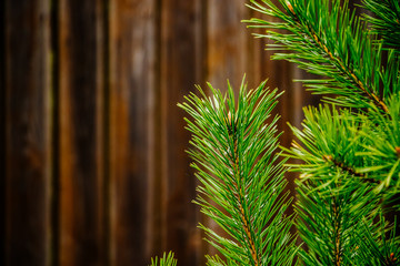 Fototapeta na wymiar Christmas tree branches close up on brown wooden background