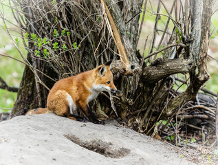 Fox cub playing in a field in Quebec, Canada.