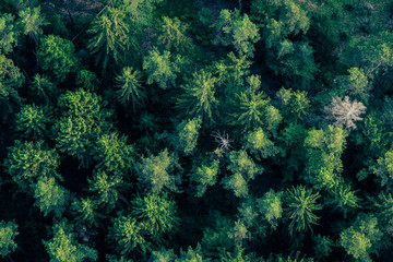 Forest seen from hot air balloon
