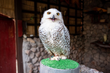 Snowy owl in Alpaca hill zoo. Close up shot.