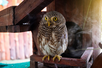 Baby owl in Alpaca hill zoo in ratchaburi, Thailand.