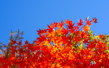 Autumn Leaf with blue sky