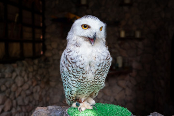Snowy owl in Alpaca hill zoo. Close up shot.