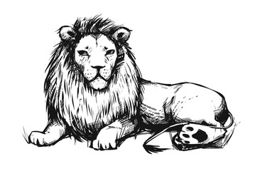 Beautiful Lion laying on a ground. Illustration with animal.