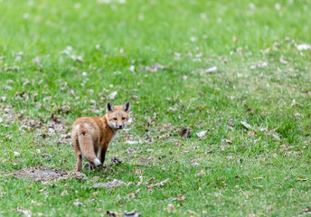 Fox cub playing in a field in Quebec, Canada.