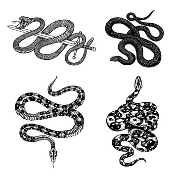 Vintage snake set. Royal python, milk reptile with sword, Venomous Cobra. Poisonous Viper for poster or tattoo. Engraved hand drawn old sketch for t-shirt or logo.